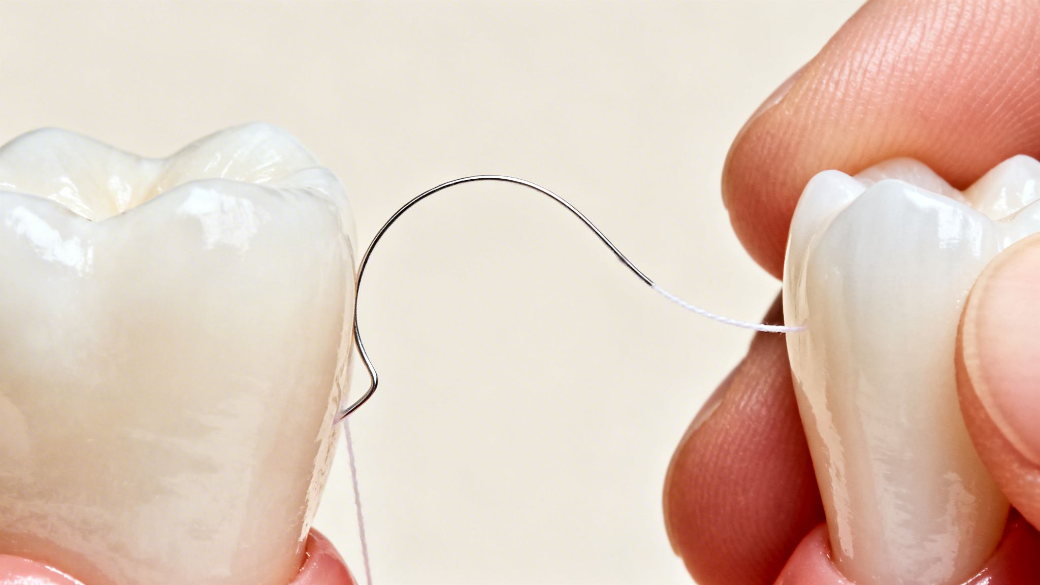 Close-up of two realistic tooth models being flossed with a threader for dental hygiene.